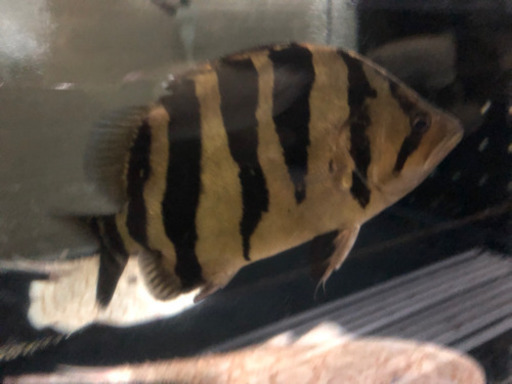 ダトニオ　約30センチ
