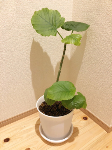 観葉植物　フィカス・ウンベラータ①　60cm　6号鉢と受け皿付き