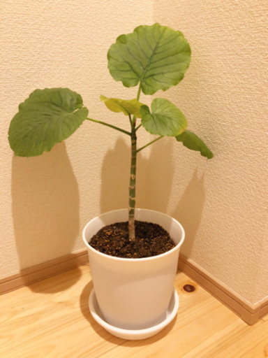 観葉植物　フィカス・ウンベラータ②　55cm　6号鉢と受け皿付き