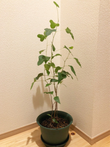 観葉植物　ボトルツリー　78cm　ゴウシュウアオギリ(ブラキキトン)　グリーンカラーの7号の鉢と受け皿付き