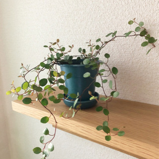 観葉植物　ワイヤープランツ①　ブルーカラーの2号の鉢と受け皿付き