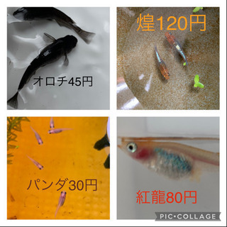 風ちゃんメダカ。改良メダカ卵一粒20円〜130円