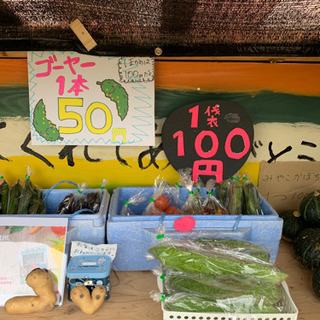 今日だけゴーヤ50円