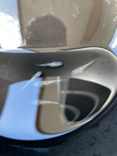 白ブチサファイア　メダカ　稚魚　めだか