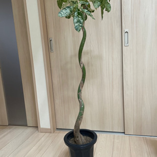 パキラミルキーウェイ