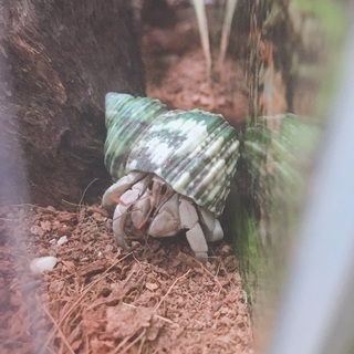 オカヤドカリ　8匹　小〜中サイズ