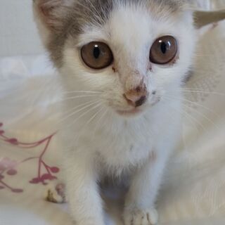 埼玉県 越谷市の里親募集 ジモティー