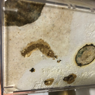 その他 ドンキエルコクワガタ幼虫 産卵セット