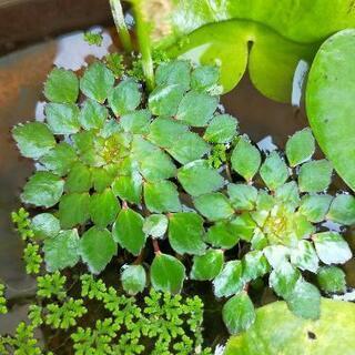 ウォーターダイヤ　等　水生植物色々