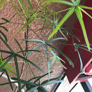 【観葉植物】ボトルツリー（ブラキキトン）