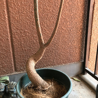 【観葉植物】ボトルツリー（ブラキキトン）