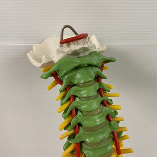 人体模型　骨格標本　脊椎　脊柱　スタンド付き　現状品