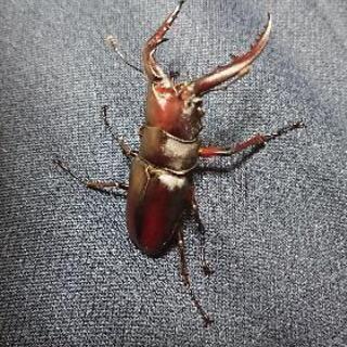 クワガタ採集 メンバー募集 ジモティー