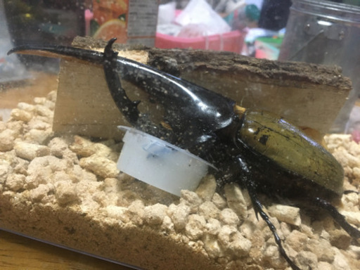 ヘラクレス