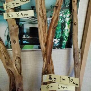 A・セット11本・流木でお部屋をアレンジ
