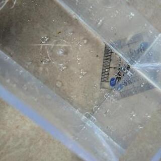 インペリアルゼブラ4匹