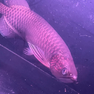 ノーザンバラムンディ