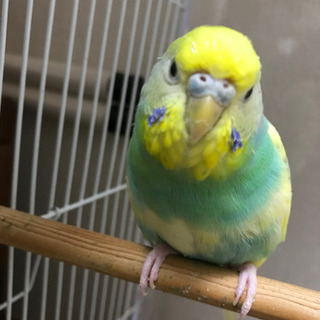 セキセイインコ♀ ピコちゃん