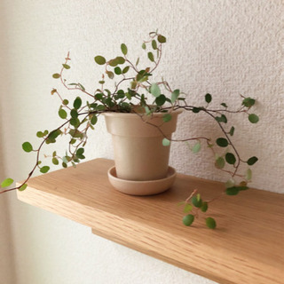 中古ワイヤープランツが無料 格安で買える ジモティー