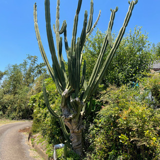 suika様専用柱サボテンを切ってお売りします