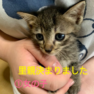 3匹の子猫里親募集