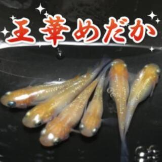 王華めだか成魚+卵