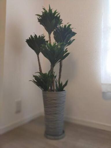 観葉植物 ドラセナ コンパクター115cm