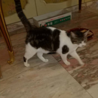 東京都の猫の里親募集 ジモティー