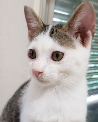 めちゃ可愛い超甘えん坊 タレ目の大福くん にゃんこ あみーご 川崎の猫の里親募集 ジモティー