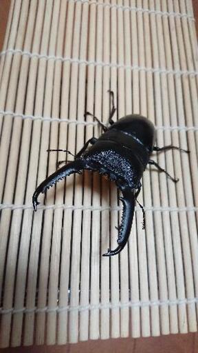 パラワンヒラタクワガタ♂105mmペア