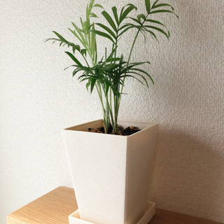 観葉植物　テーブルヤシ②　32cm　3号鉢と受け皿付き