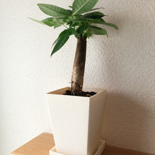 観葉植物　パキラ⑤　30cm　3号鉢と受け皿付き