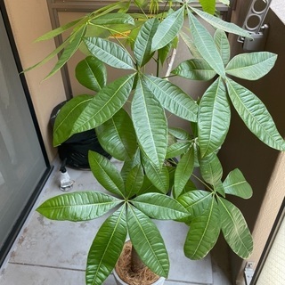 観葉植物　パキラ