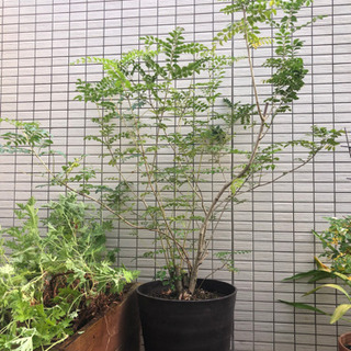 【ネット決済】鉢植えのシマトネリコ、2m位。
