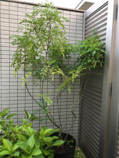 鉢植えのシマトネリコ