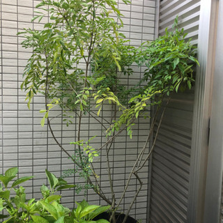【ネット決済】鉢植えのシマトネリコ