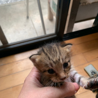 決まりました。7／18頃生まれ② キジの仔猫　里親募集 - 佐伯市