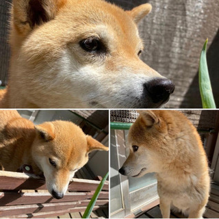 迷子のわんちゃん探してください😥