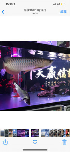 大型水槽 150cm 熱帯魚 アロワナ飼育