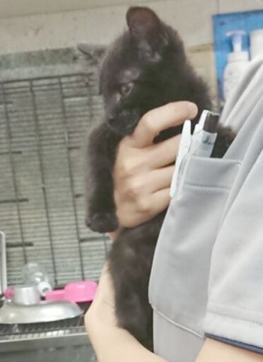 黒猫甘えん坊オス子猫 Tina 世田谷の猫の里親募集 ジモティー 黒猫甘えん坊オス子猫 Tina 世田谷の猫の里親募集 ジモティー