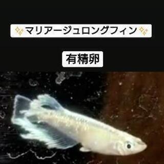 ①🐟メダカ🐟【希少】マリアージュロングフィン✨有精卵20個✨①  