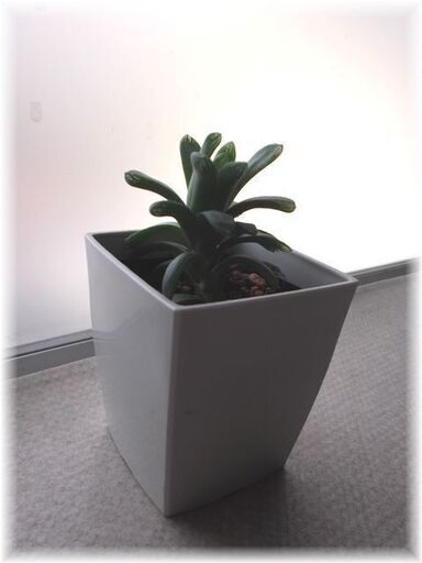 多肉植物 白いプラ鉢に植わったハオルチア クーペリー変種 Hss こうべのサクラ 米野の生活雑貨の中古あげます 譲ります ジモティーで不用品の処分