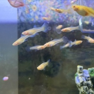 熱帯魚　グッピー　REEAアクアマリンピンクテール