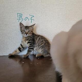 大切に飼っていただける方お願いします。 − 佐賀県