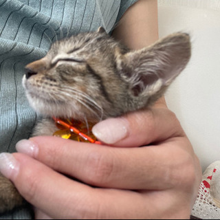 大阪府 大阪市の猫の里親募集 ジモティー