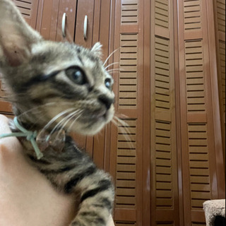 大阪府 大阪市の猫の里親募集 ジモティー
