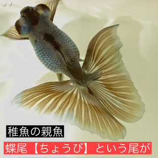 金魚の子供❷★稚魚10匹★蝶尾★出目金★大きくなりますよ‼️