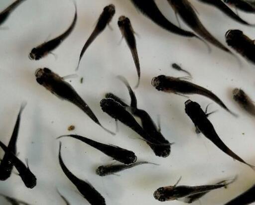 黒蜂めだか メダカ 稚魚10匹 300円 Fxwg 水間観音のその他の中古あげます 譲ります ジモティーで不用品の処分
