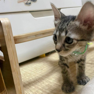 大阪府 大阪市の猫の里親募集 ジモティー
