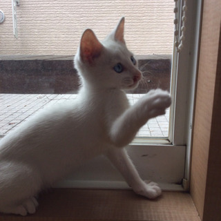 真っ白な仔猫
